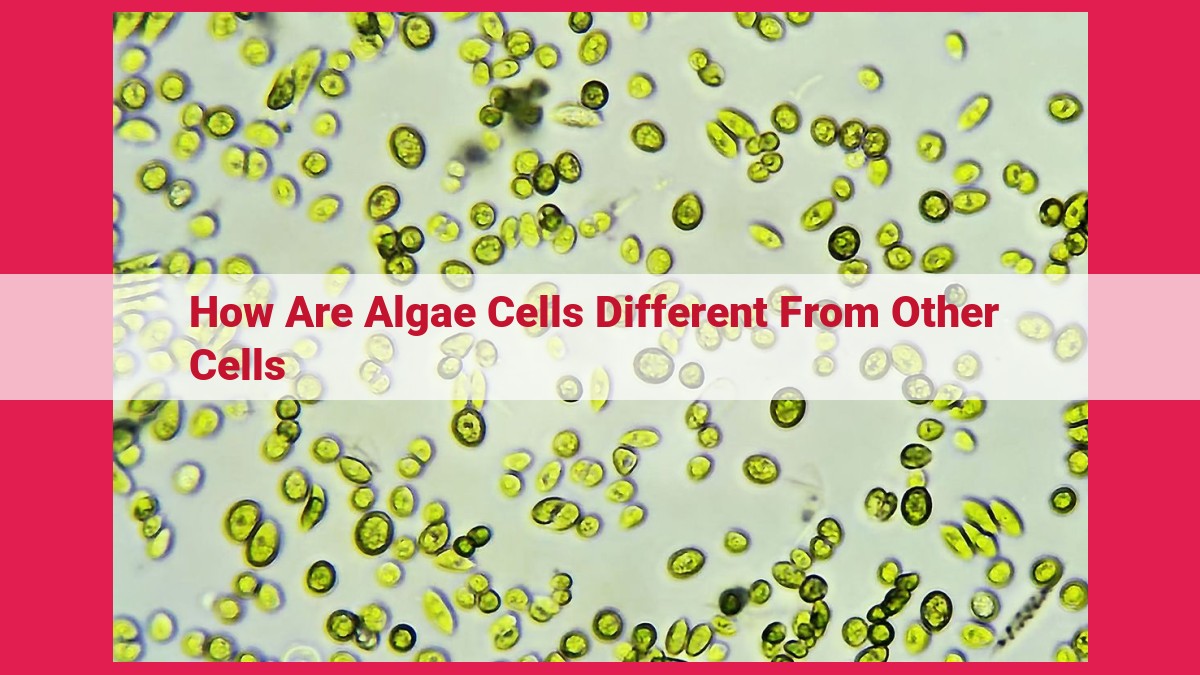 how are algae cells different from other cells