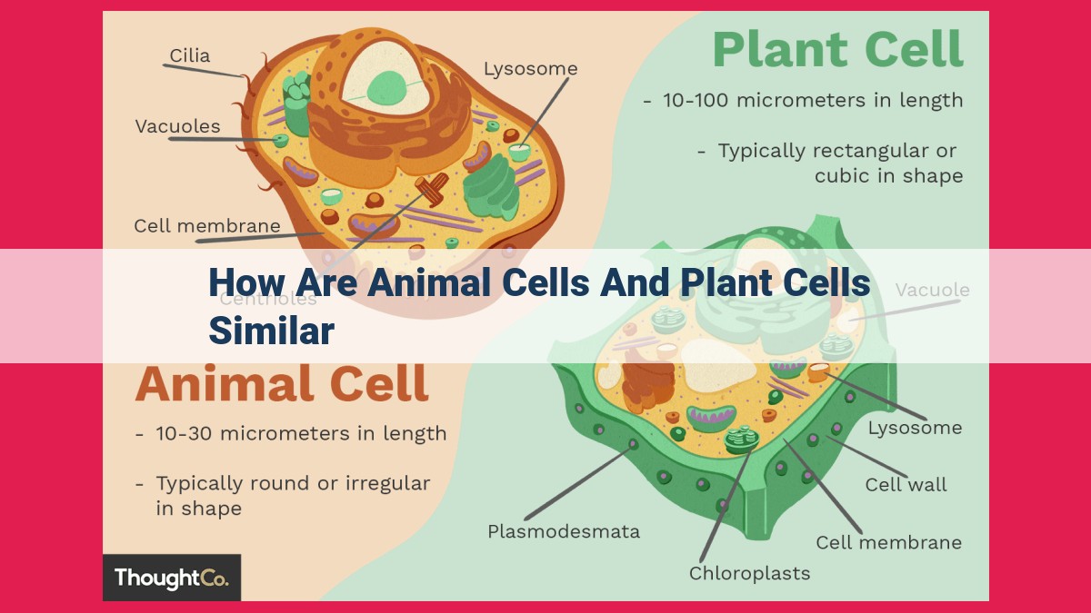 how are animal cells and plant cells similar