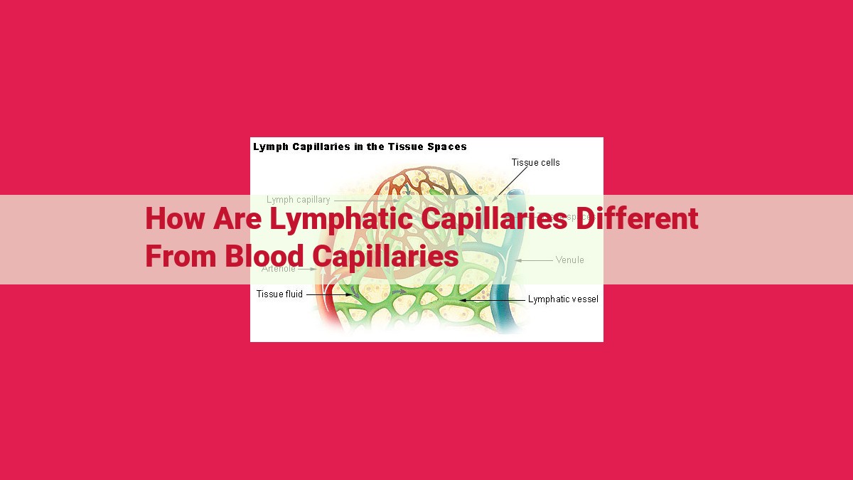 how are lymphatic capillaries different from blood capillaries