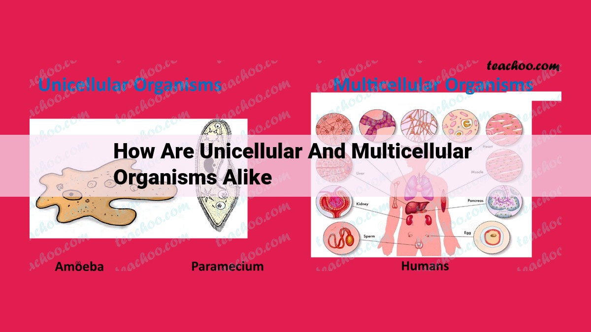 how are unicellular and multicellular organisms alike