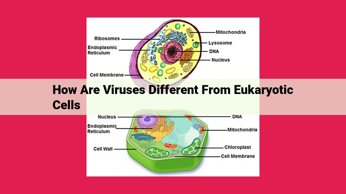 how are viruses different from eukaryotic cells