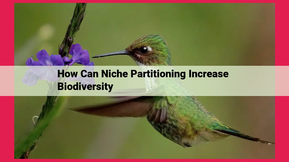 how can niche partitioning increase biodiversity