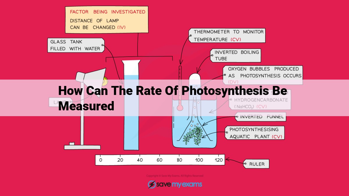 how can the rate of photosynthesis be measured