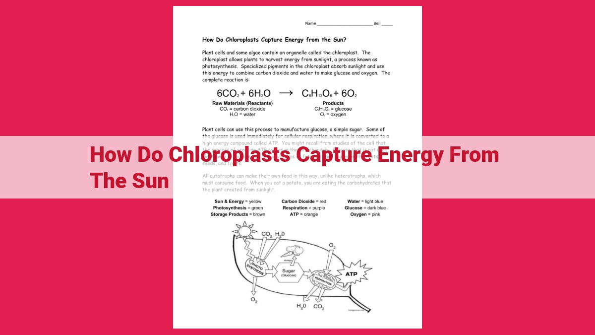 how do chloroplasts capture energy from the sun