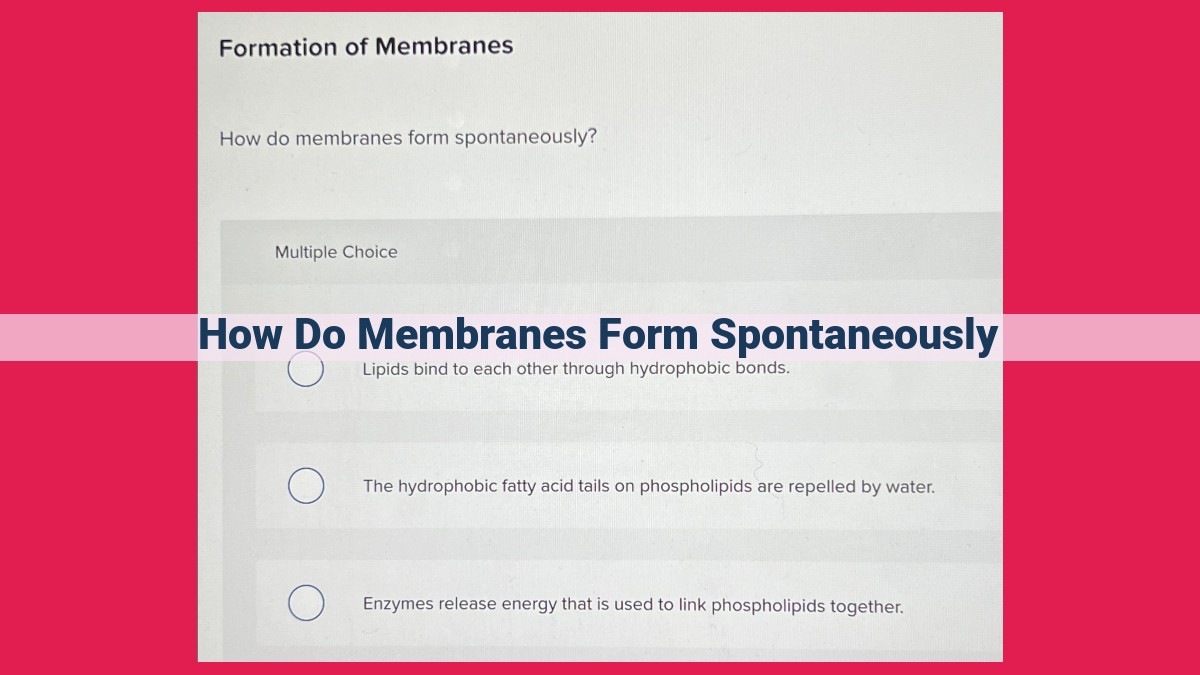 how do membranes form spontaneously