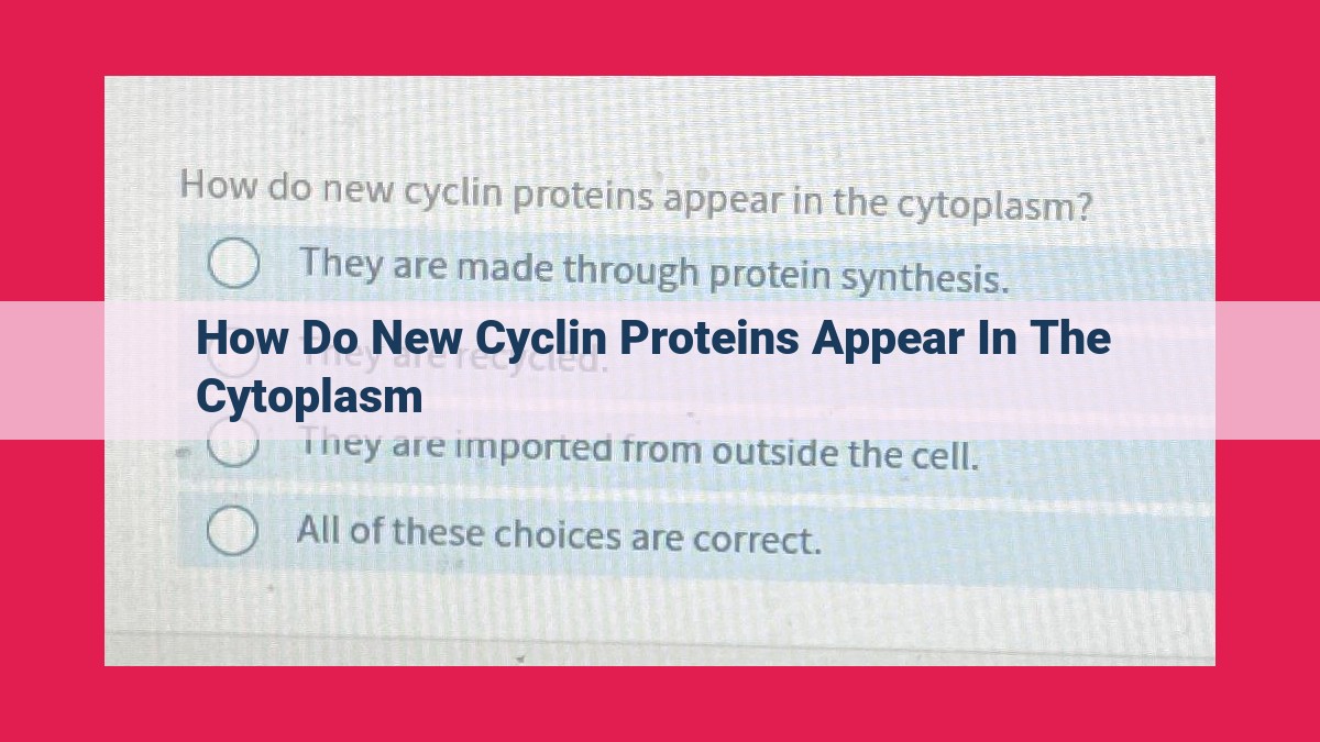 how do new cyclin proteins appear in the cytoplasm