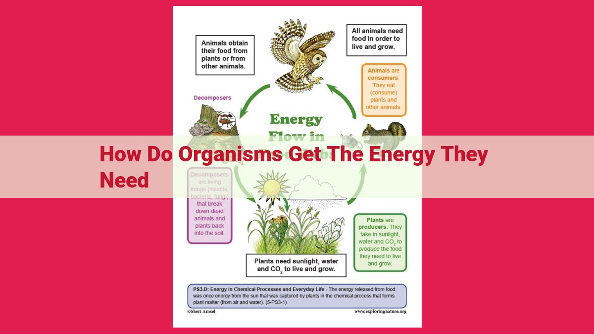 how do organisms get the energy they need