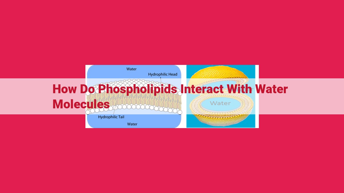 how do phospholipids interact with water molecules