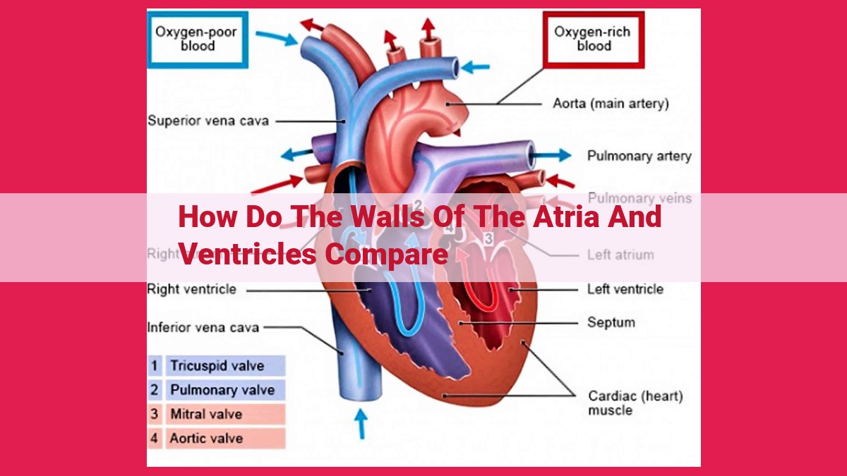 how do the walls of the atria and ventricles compare