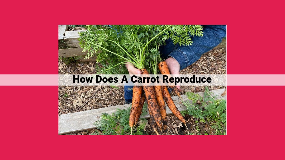 how does a carrot reproduce