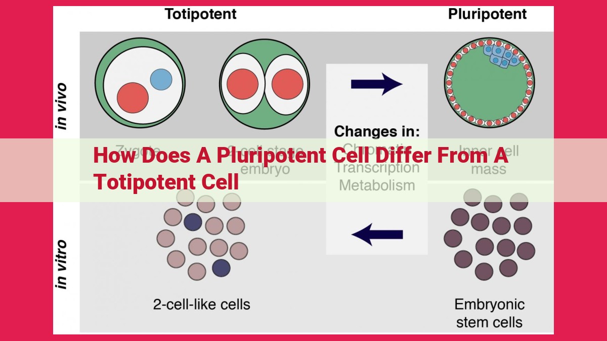 how does a pluripotent cell differ from a totipotent cell