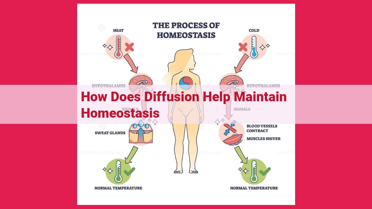 how does diffusion help maintain homeostasis