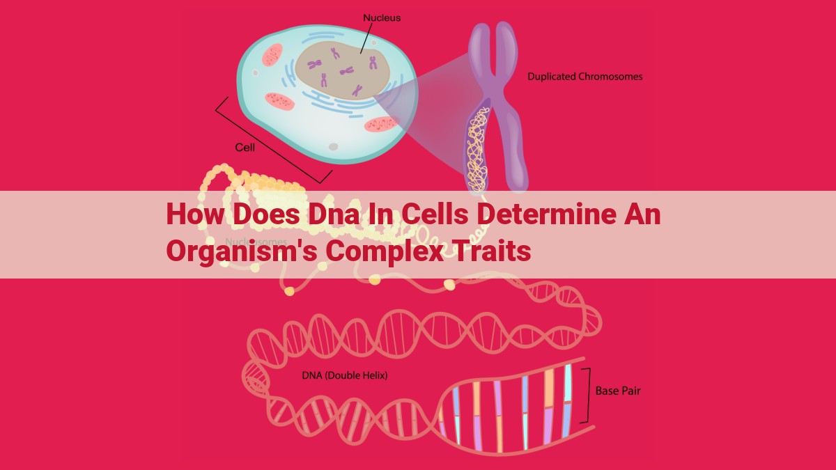 how does dna in cells determine an organism's complex traits