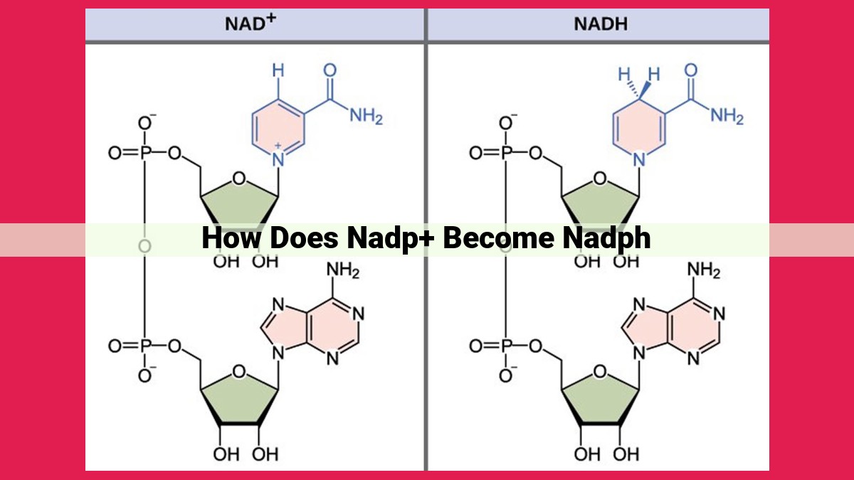 how does nadp+ become nadph