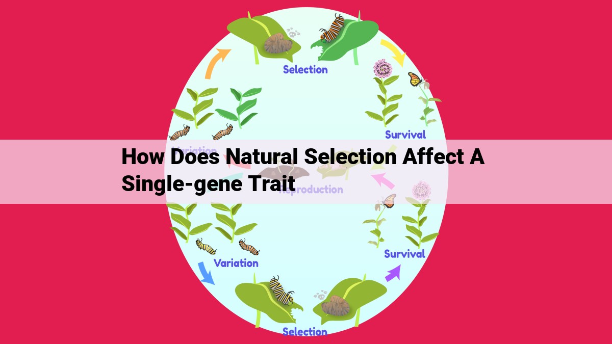 how does natural selection affect a single-gene trait