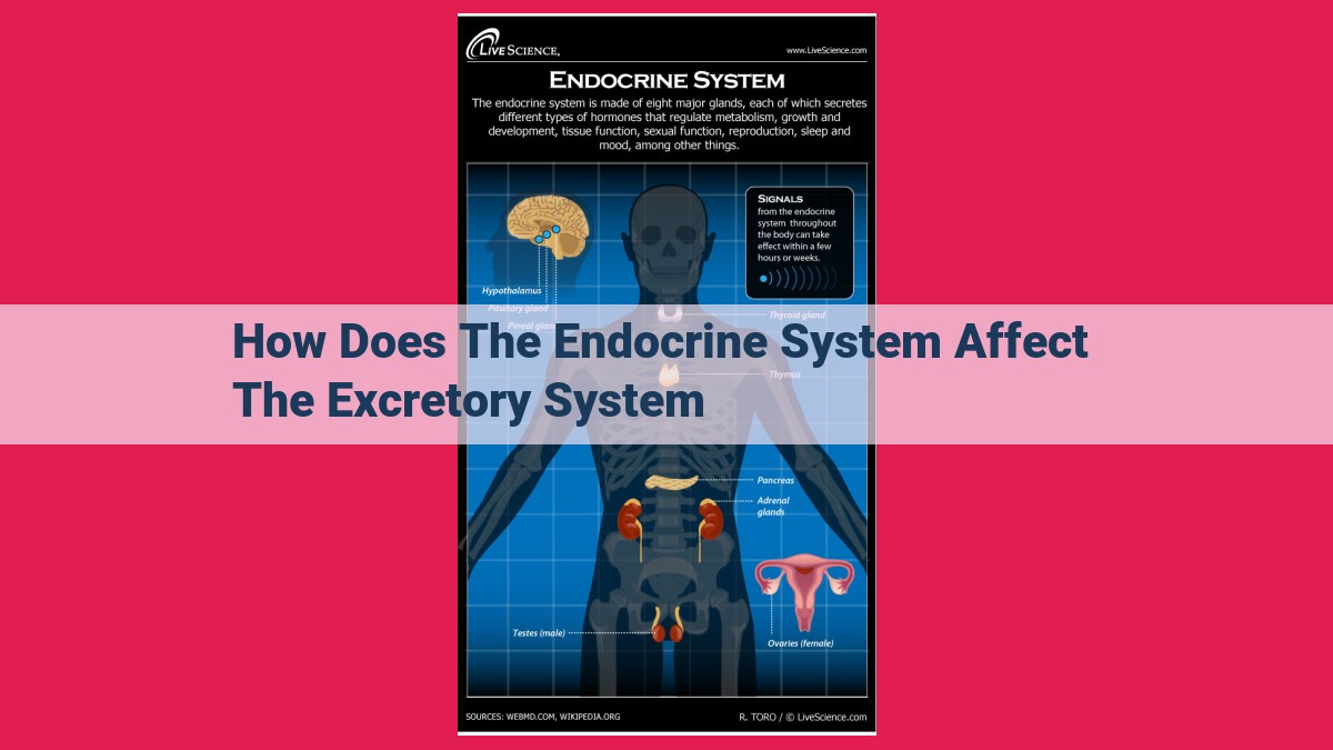 how does the endocrine system affect the excretory system