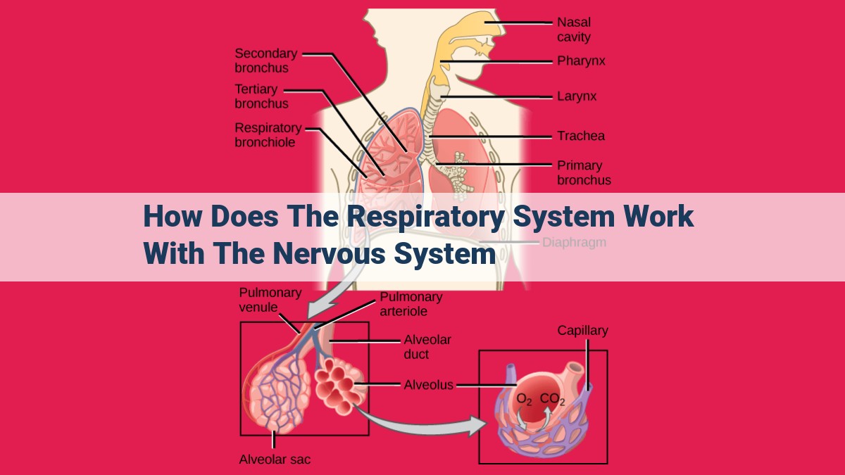 how does the respiratory system work with the nervous system