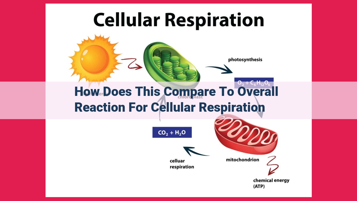 how does this compare to overall reaction for cellular respiration