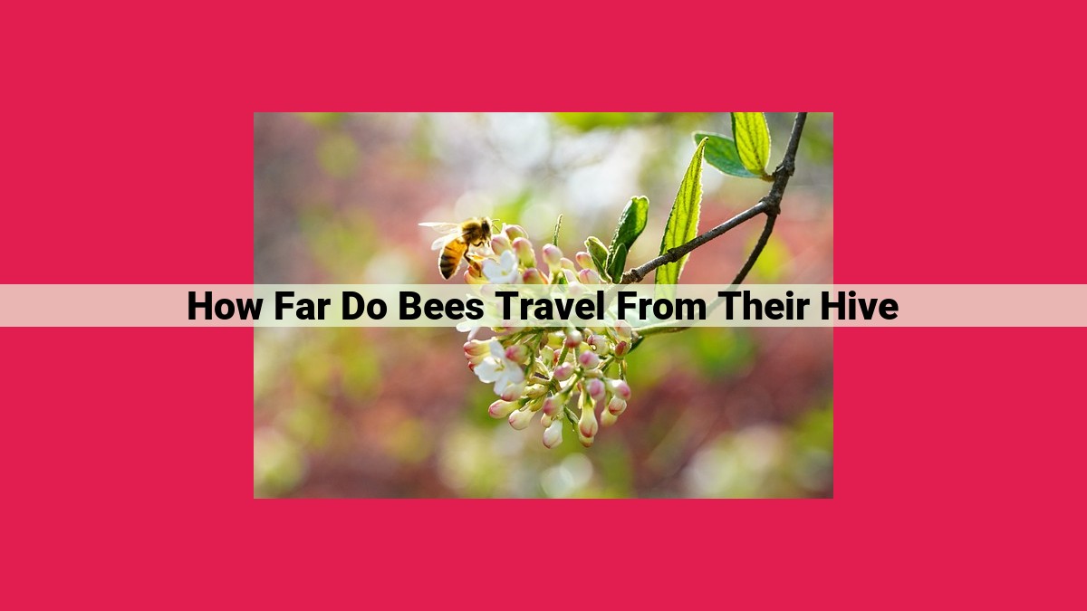 how far do bees travel from their hive