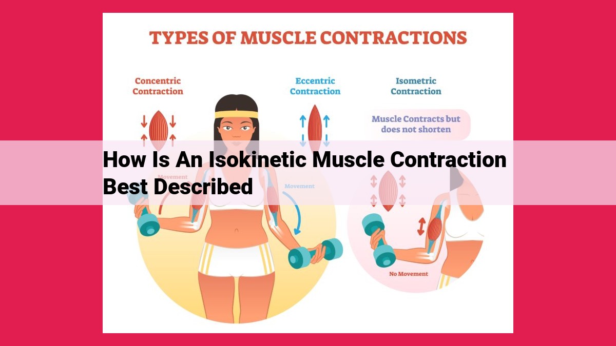 how is an isokinetic muscle contraction best described