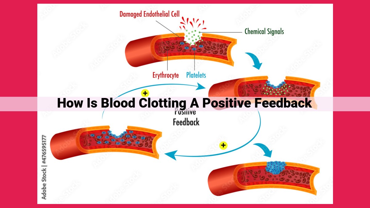 how is blood clotting a positive feedback