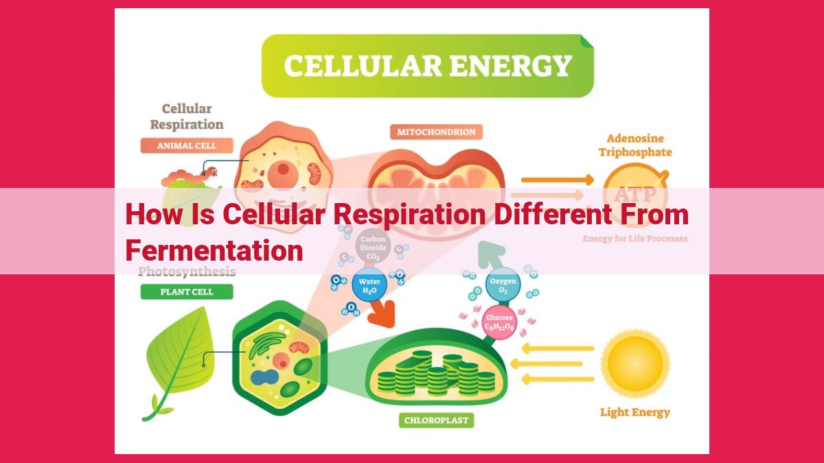 how is cellular respiration different from fermentation