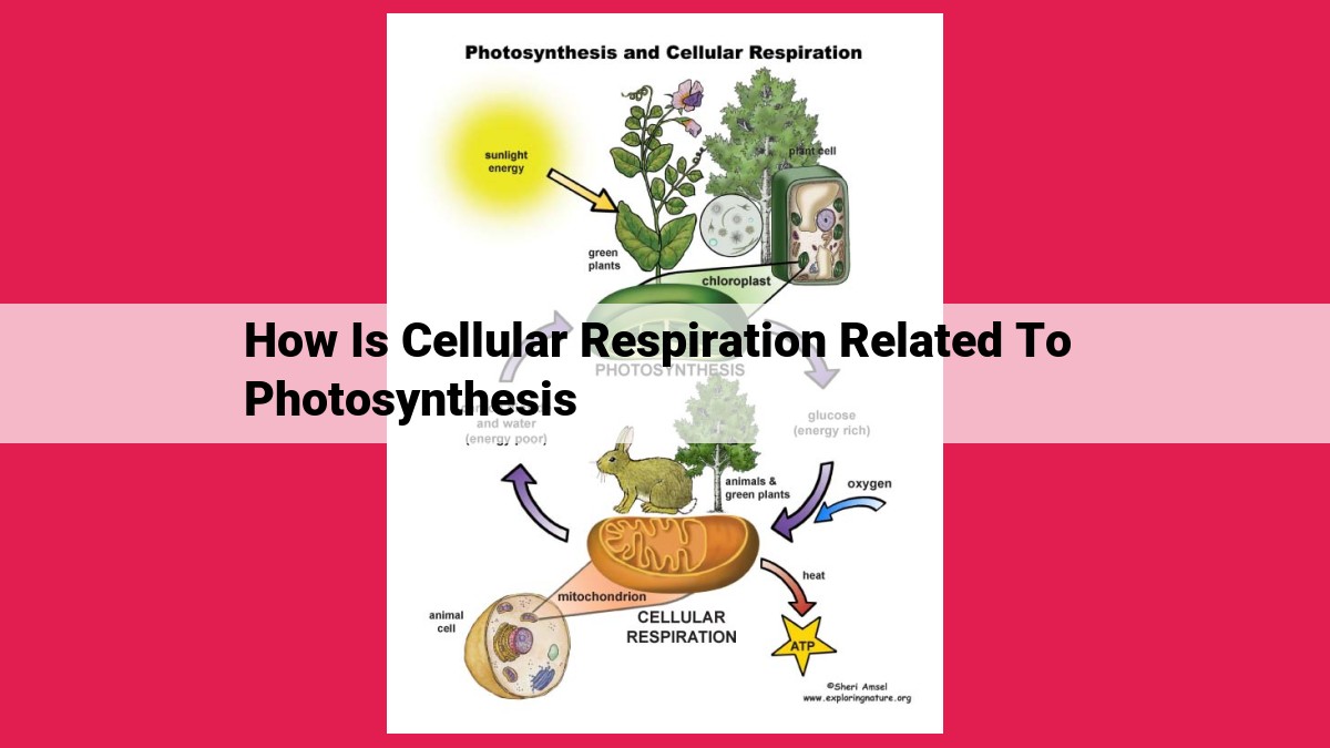 how is cellular respiration related to photosynthesis