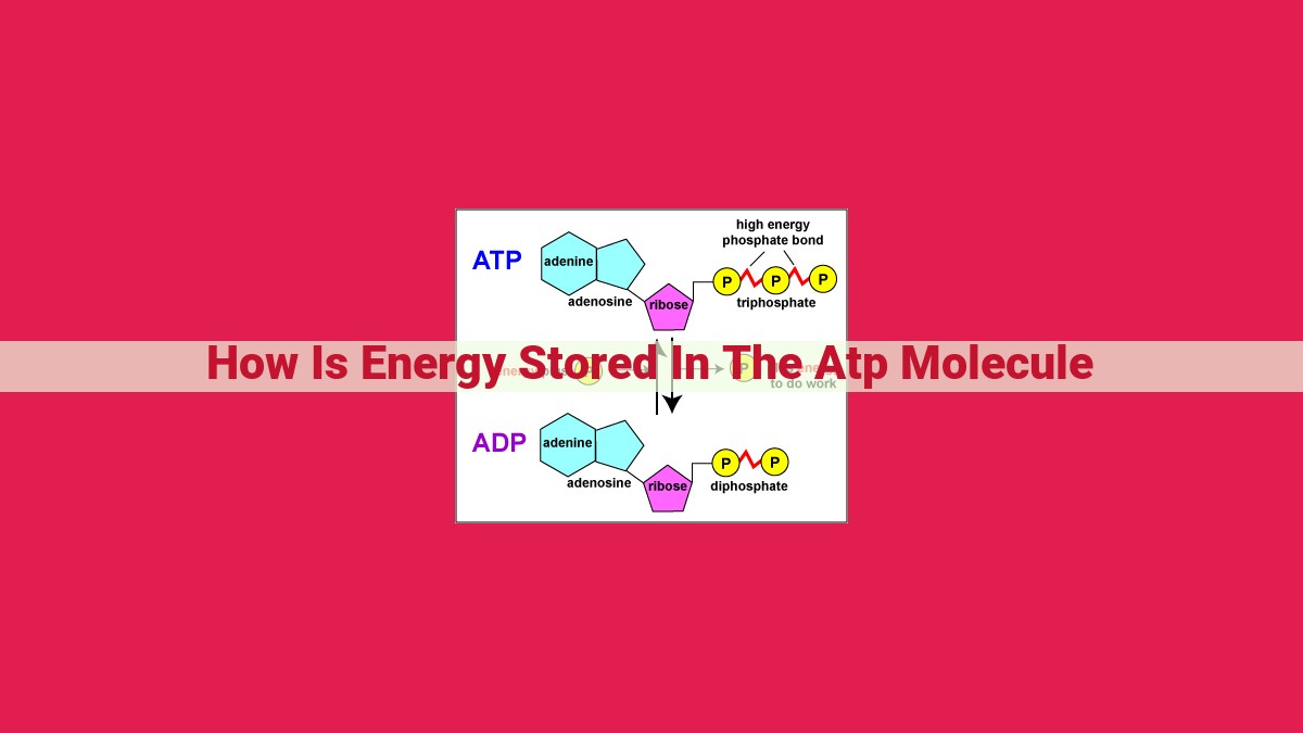 how is energy stored in the atp molecule