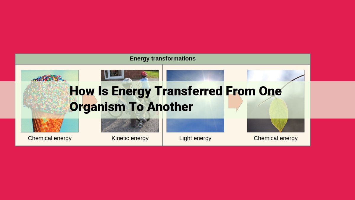 how is energy transferred from one organism to another