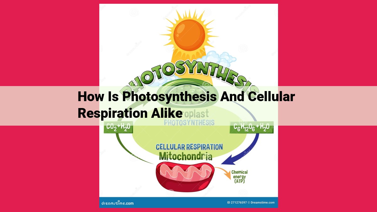 how is photosynthesis and cellular respiration alike