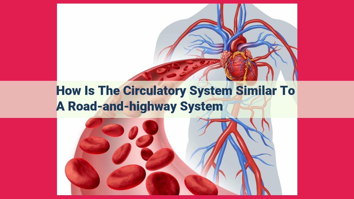 how is the circulatory system similar to a road-and-highway system