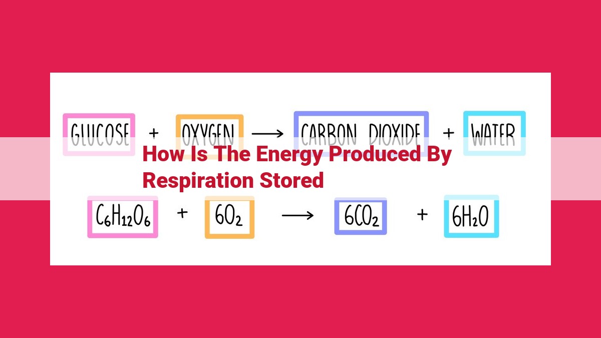 how is the energy produced by respiration stored