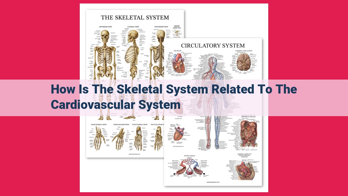 how is the skeletal system related to the cardiovascular system