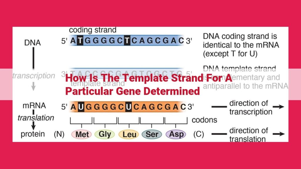 Understanding the Template Strand: Key to Accurate Gene Expression Understanding the Template Strand: Key to Accurate Gene Expression