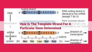 Understanding the Template Strand: Key to Accurate Gene Expression Understanding the Template Strand: Key to Accurate Gene Expression
