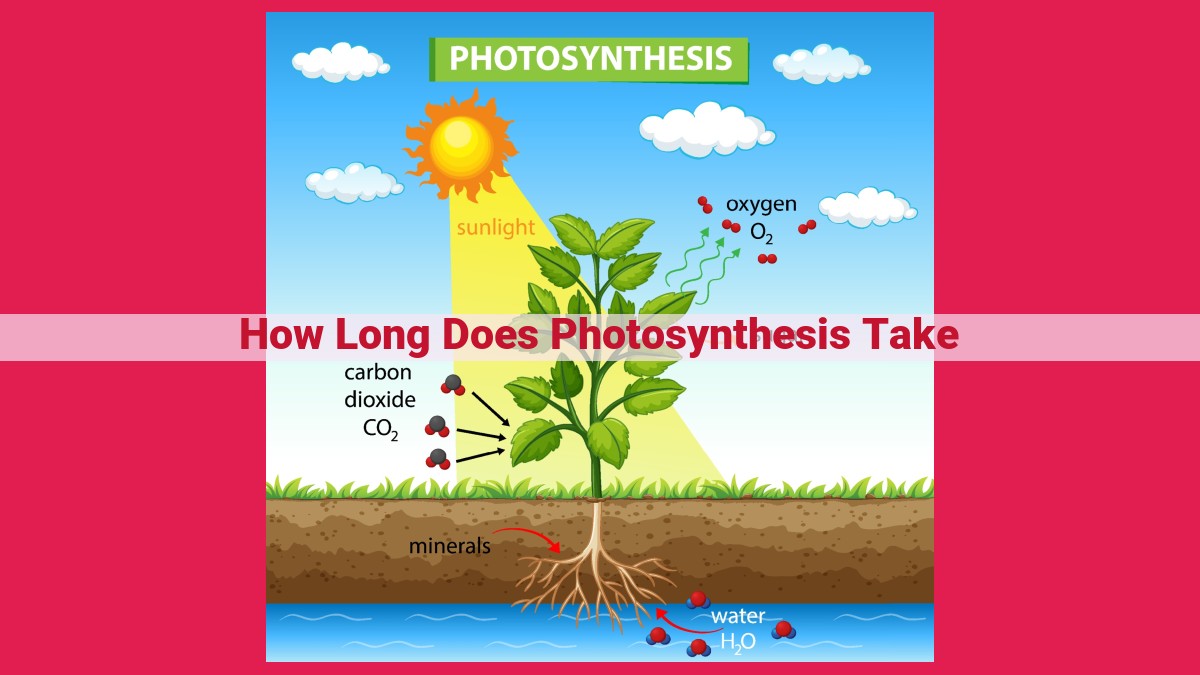 how long does photosynthesis take