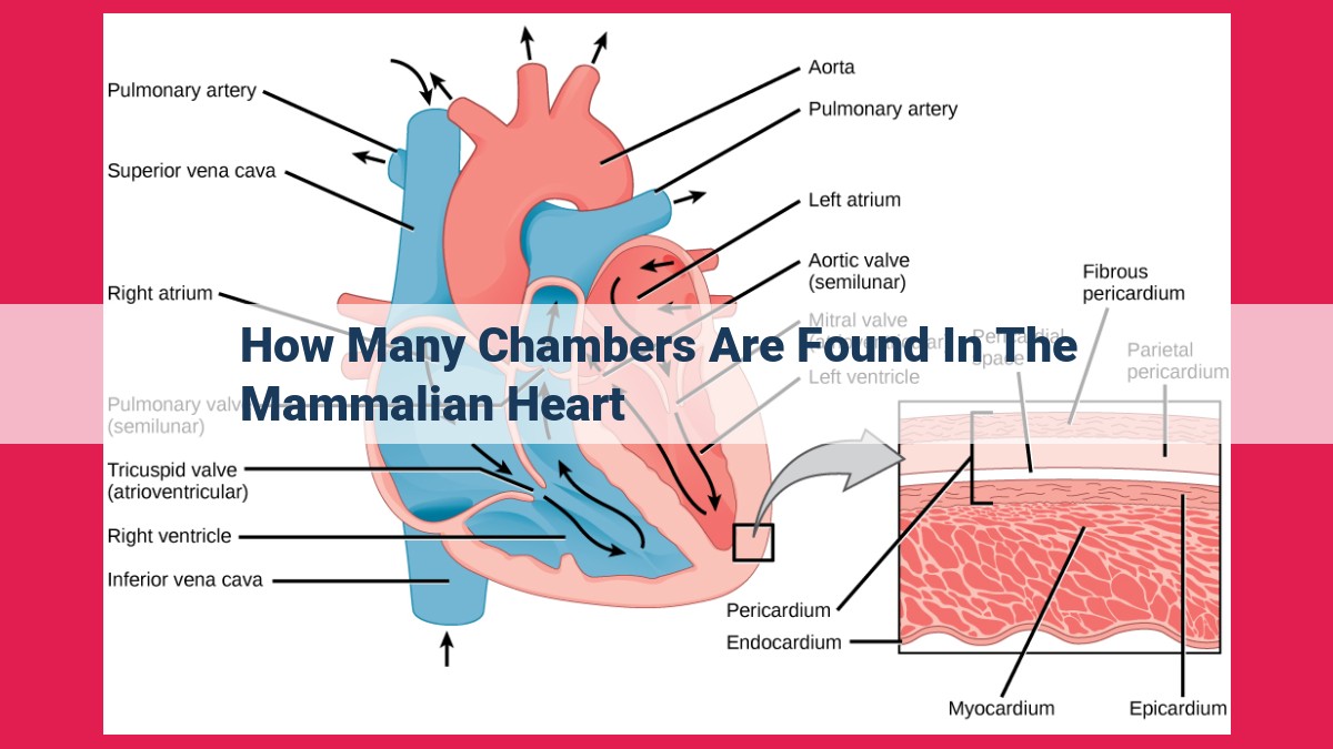 how many chambers are found in the mammalian heart