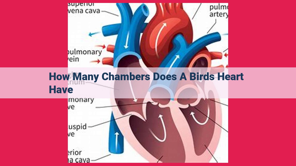 how many chambers does a birds heart have