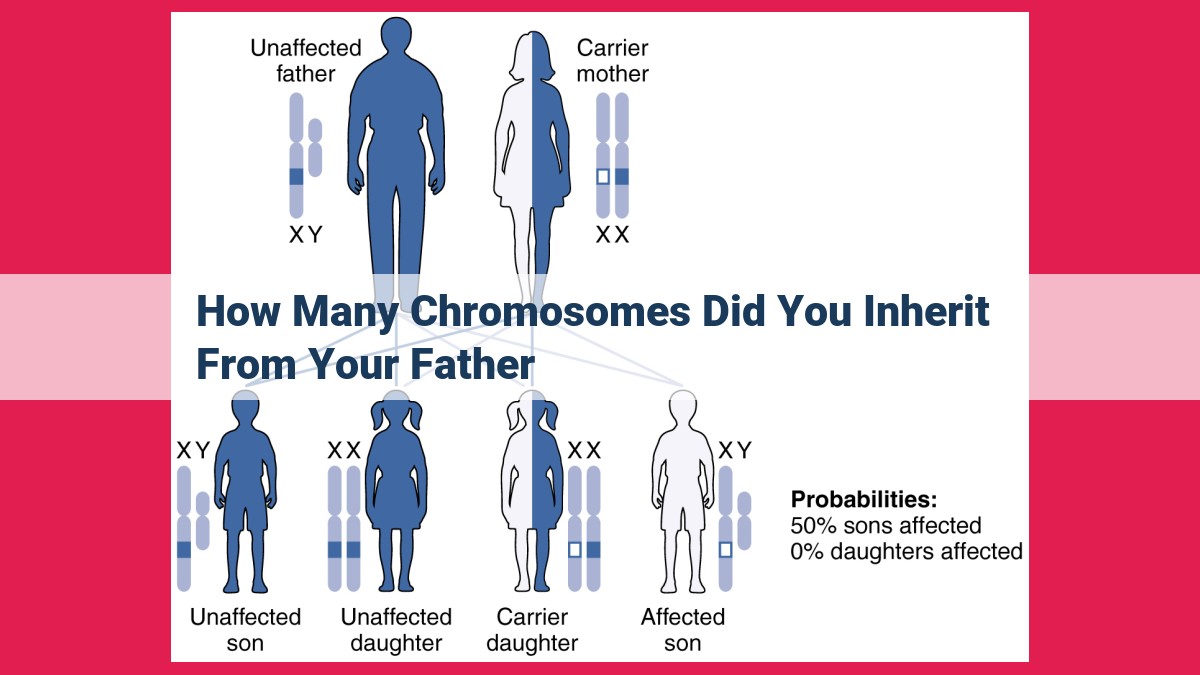 how many chromosomes did you inherit from your father