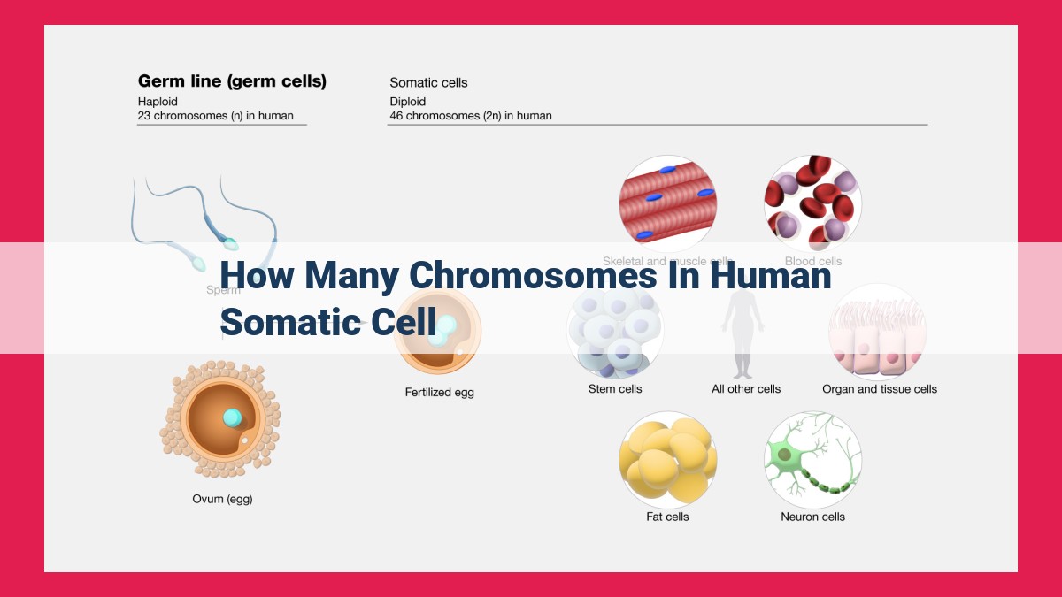 how many chromosomes in human somatic cell