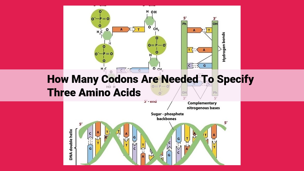 how many codons are needed to specify three amino acids