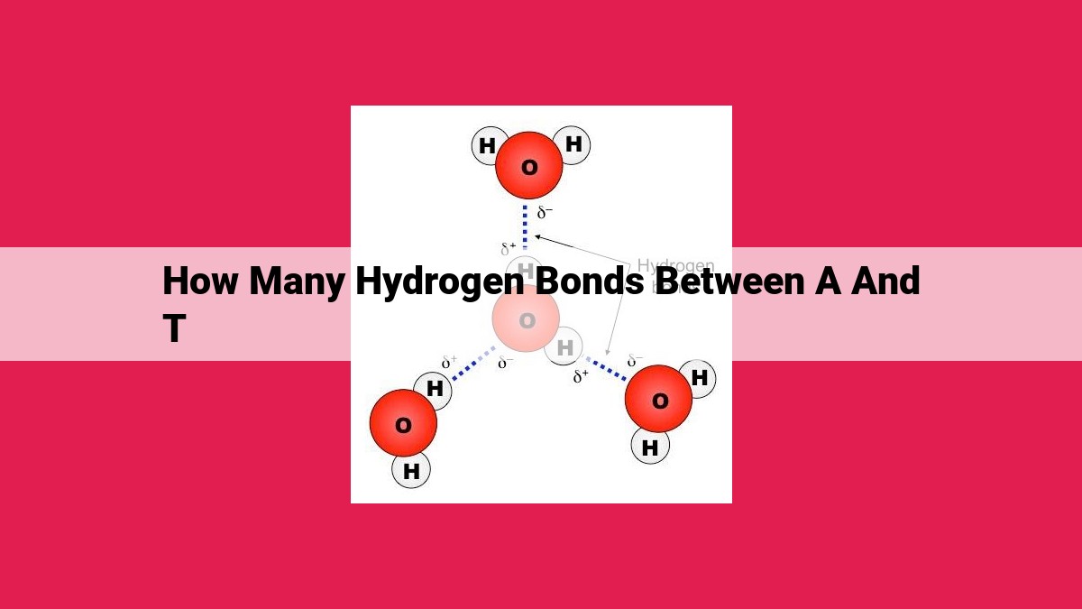 how many hydrogen bonds between a and t