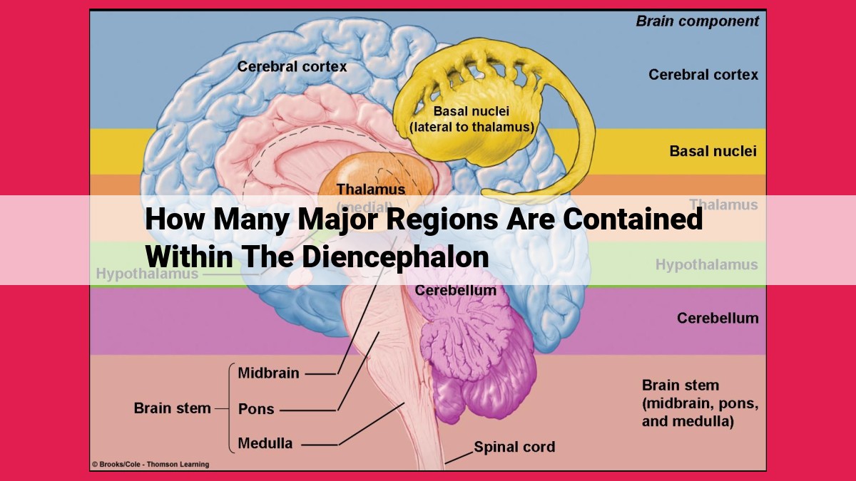 how many major regions are contained within the diencephalon