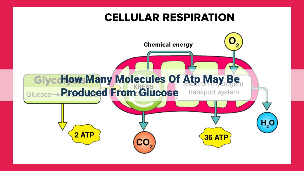 how many molecules of atp may be produced from glucose