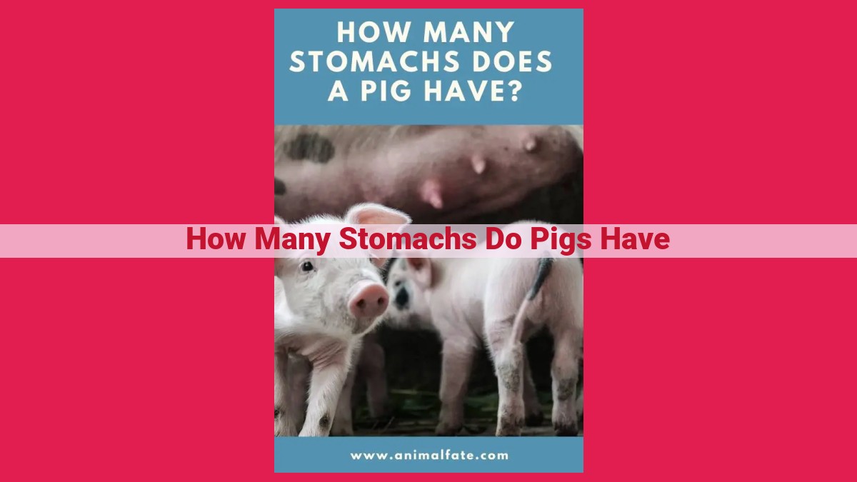 how many stomachs do pigs have