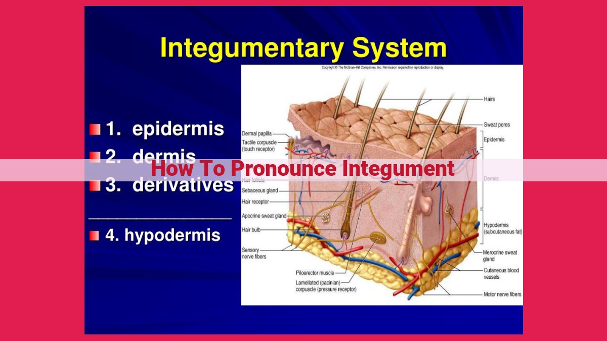 how to pronounce integument