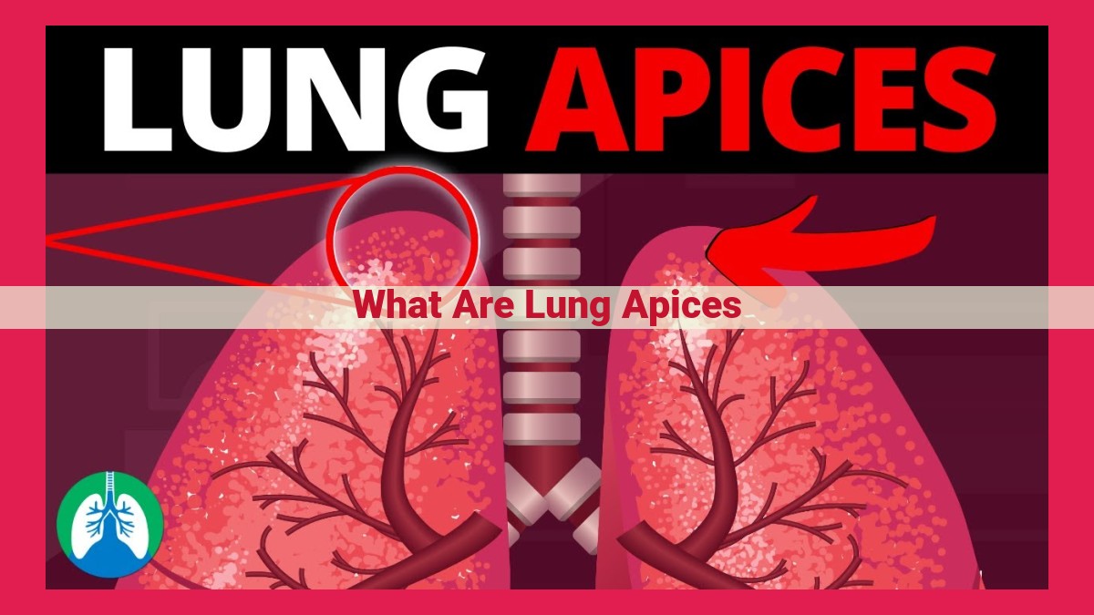 what are lung apices