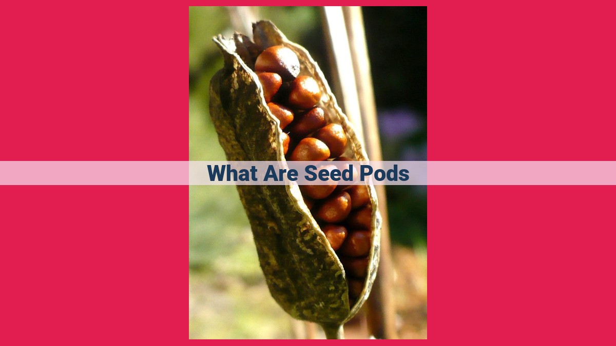 what are seed pods