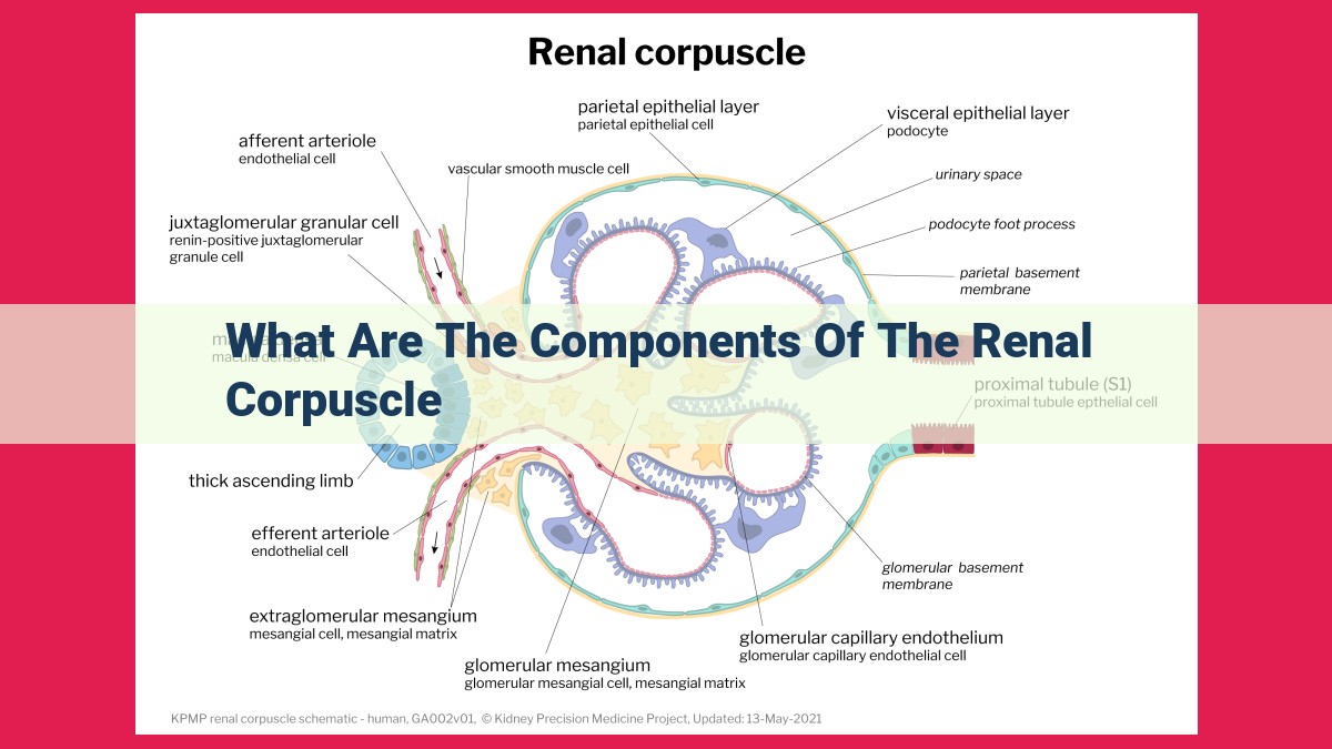 what are the components of the renal corpuscle