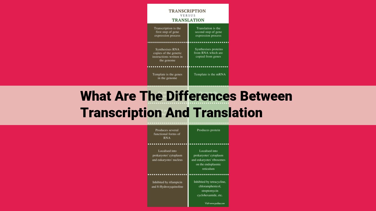 what are the differences between transcription and translation